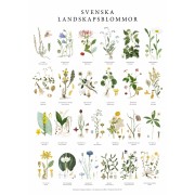 Poster Landskapsblommor 50x70cm